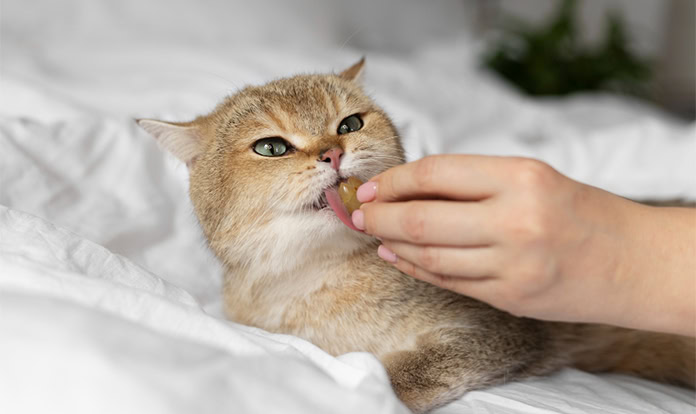 Strategic acquisition signals growing interest in European pet food market