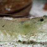 Study confirms BSFL-derived palatant boosts shrimp feed intake by 7.56%