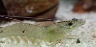 Study confirms BSFL-derived palatant boosts shrimp feed intake by 7.56%