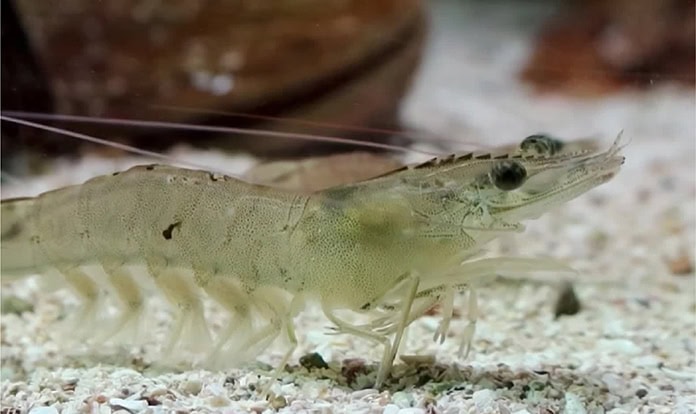 Study confirms BSFL-derived palatant boosts shrimp feed intake by 7.56%