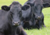 Study shows profitable return on investment for beef rearer with Orego-Stim