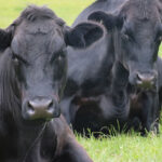 Study shows profitable return on investment for beef rearer with Orego-Stim