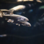 Study warns feed shortage may limit aquaculture growth