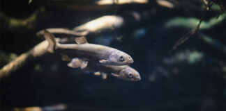 Study warns feed shortage may limit aquaculture growth