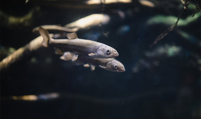 Study warns feed shortage may limit aquaculture growth