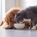 Symrise completes acquisition of Wing Pet Food in APAC