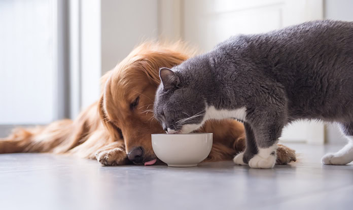 Symrise completes acquisition of Wing Pet Food in APAC 
