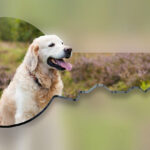 Synomics announces partnership with Mars Petcare