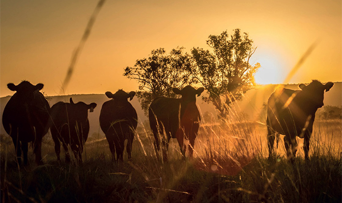 Techna to unveil its latest innovations for livestock at EuroTier 2024