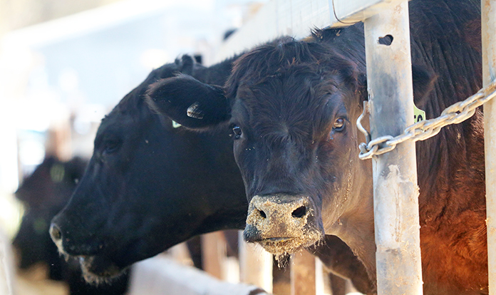 Terragen launches first cattle probiotic study in Canada