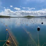 The Seaweed Company raises more capital from Colruyt Group