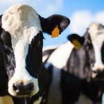 The combination for a successful transition