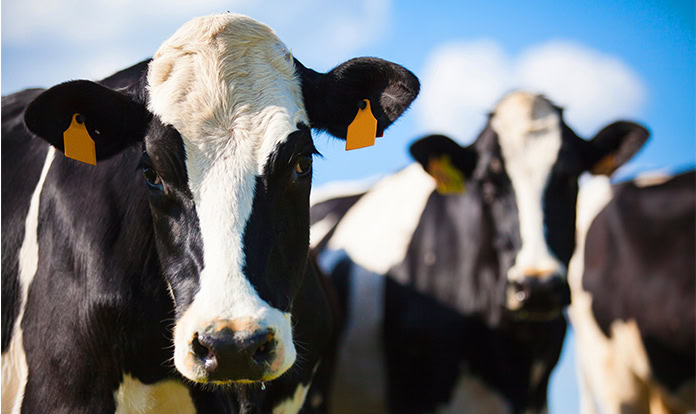 The combination for a successful transition