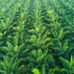 There’s a future for palm oil in the dairy supply chain, but sustainable sourcing matters