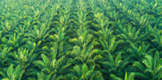 There’s a future for palm oil in the dairy supply chain, but sustainable sourcing matters