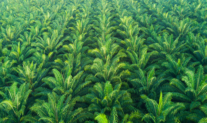 There’s a future for palm oil in the dairy supply chain, but sustainable sourcing matters 