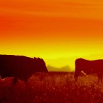 Thermo solutions support animals during the summer