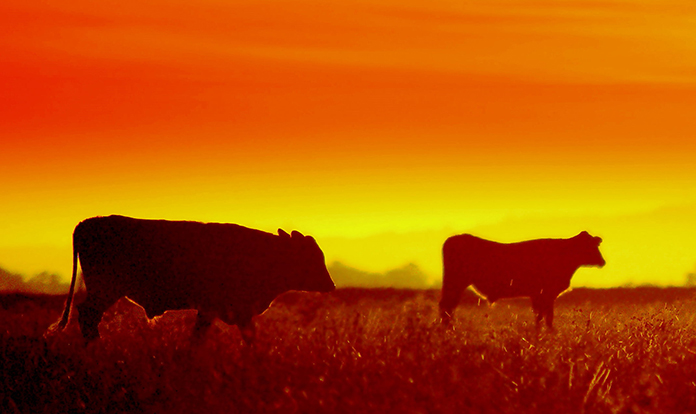 Thermo solutions support animals during the summer