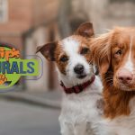 Three Dog Brands expands portfolio into dehydrated pet treats industry
