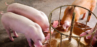 Trial result: pHorce effective mitigant against Seneca Valley virus