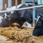 Trouw Nutrition convenes young scientists at World Mycotoxin Forum