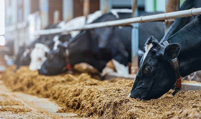 Trouw Nutrition convenes young scientists at World Mycotoxin Forum