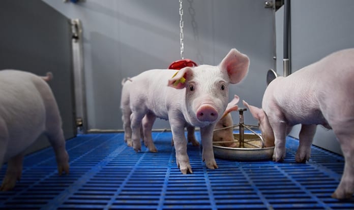 Trouw Nutrition spotlights science-based pig nutrition at ESPHM
