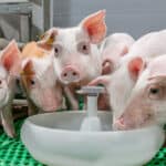Trouw Nutrition to focus on pig production challenges at IPVS conference