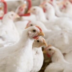 Trouw Nutrition to highlight sustainable feed solutions at IPPE 2026