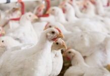 Trouw Nutrition to highlight sustainable feed solutions at IPPE 2026