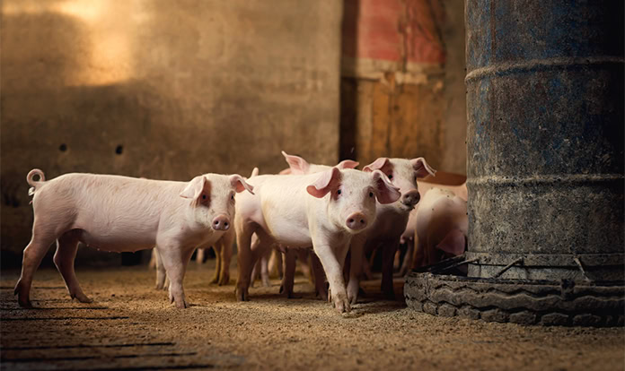 Trouw Nutrition to present piglet physiology insights at DPP-NA