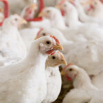 Trouw Nutrition to share its scientific research at IPPE Expo