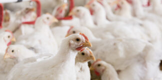 Trouw Nutrition to share its scientific research at IPPE Expo