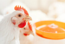 Trouw Nutrition to share poultry production insights at ESPN 2025