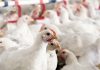 Trouw Nutrition to unveil poultry research findings targeting key production challenges