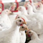 Trouw Nutrition to unveil poultry research findings targeting key production challenges