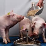 Trouw Nutrition unveils Kinetio for precision piglet feeding