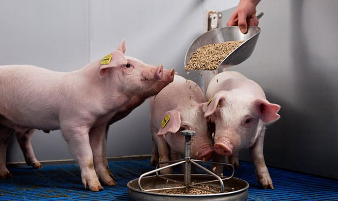 Trouw Nutrition unveils Kinetio for precision piglet feeding