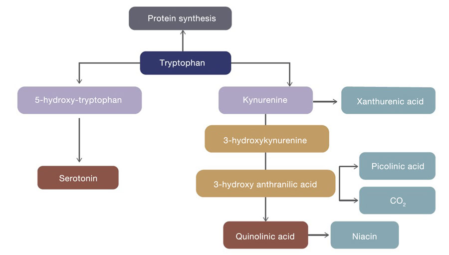 Tryptophan and its functionality in laying hens