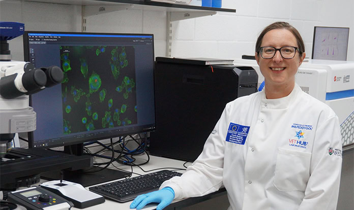 Tuberculosis vaccine could improve livestock immunity