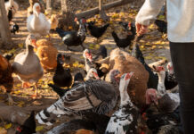 Two new vaccines aim to control aMPV in U.S. poultry