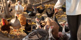 Two new vaccines aim to control aMPV in U.S. poultry