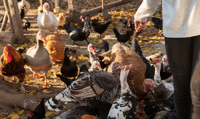 Two new vaccines aim to control aMPV in U.S. poultry