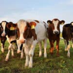 Tyson Foods becomes first meat company to join U.S. CattleTrace program