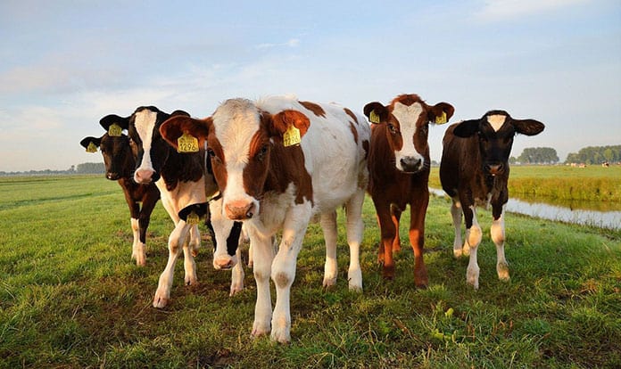 Tyson Foods becomes first meat company to join U.S. CattleTrace program