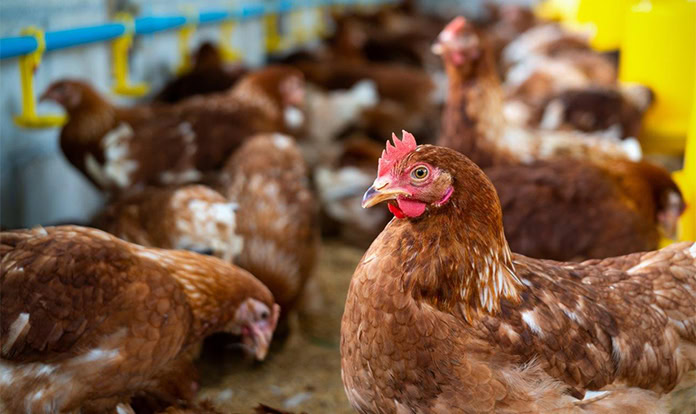 Tyson Foods sells Georgia poultry complex