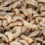 UK insect farming venture targets food waste reduction