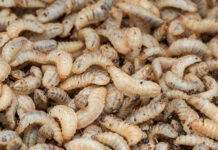 UK insect farming venture targets food waste reduction
