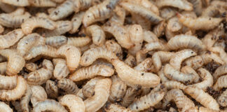 UK insect farming venture targets food waste reduction