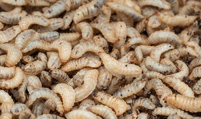 UK insect farming venture targets food waste reduction